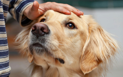 Arthritis care for sensitive-tummied pets