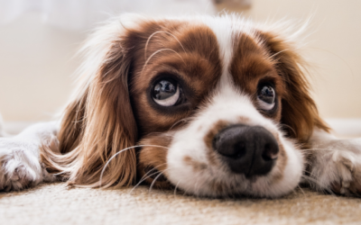 Demystifying dog liver disease