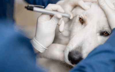 “Eye Spy” some mature pet health issues