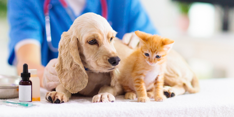 Vaccinations Uncovered: What Every Pet Parent Needs to Know