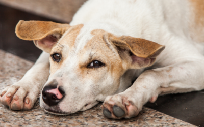 Veterinary and grooming anxiety in dogs