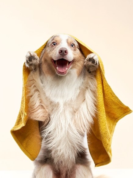 Dr Liz’s tips on How to Wash your Dog